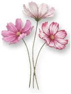 波斯菊游戏图标