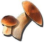 白玉菇游戏图标